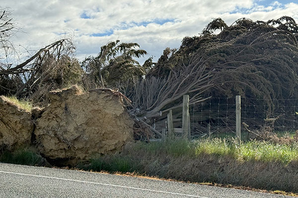 [image]s Storm-damaged trees - media release - December 2025