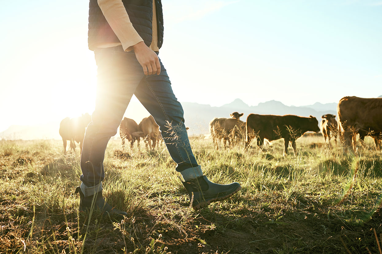 Farmer walks through field of cows