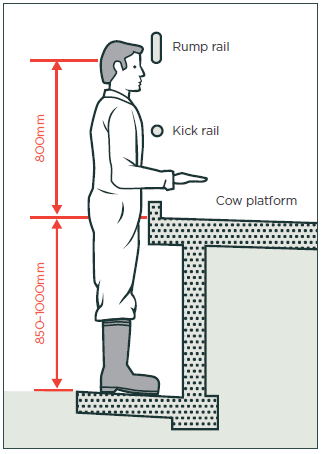 [Image] Side view of farmer standing in front of a cow platform with a 850-1000mm gap from the ground to the cow platform, and an 800mm gap from the cow platform to the breech rail. 