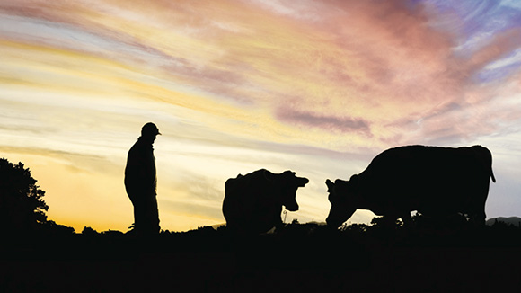 [image] Silhouette of farmer with two cows at sunset