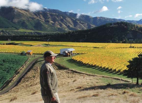 [image] Man walking through vineyard on a sunny day with yellow vines and hills in the background