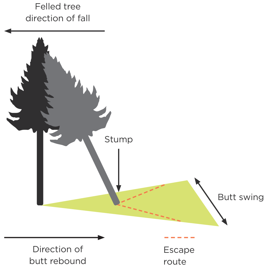 Diagram showing the danger zone overlapping the escape route when a felled tree strikes another tree and causes the butt end to rebound.