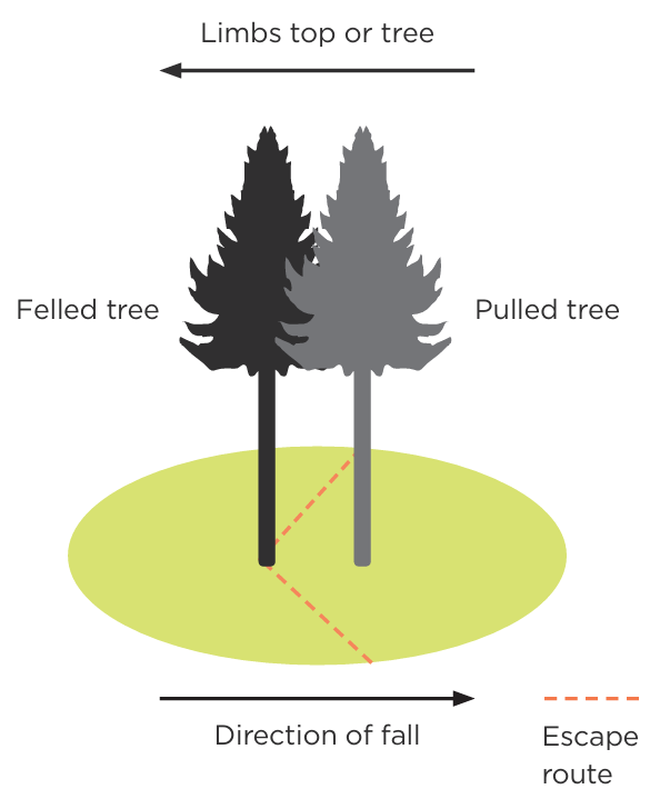 Diagram showing the danger area overlapping the escape route when a felled tree pulls another tree as it falls.