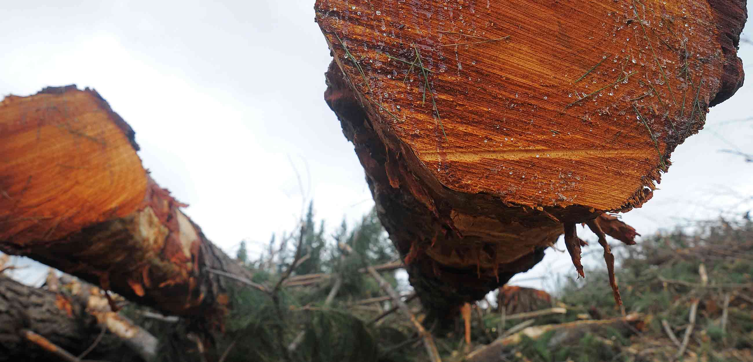 Approved code of practice: Safe practice for forestry and harvesting operations