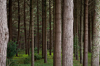 Health and safety when managing a small forest harvest