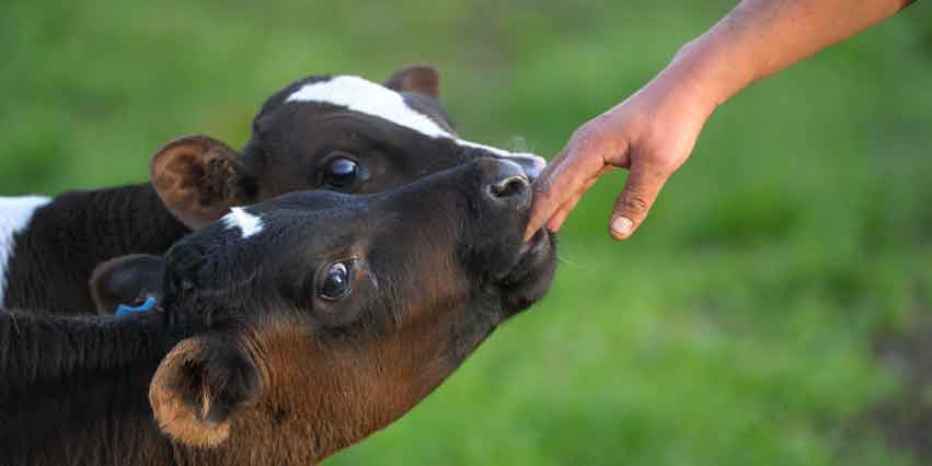 Working with animals