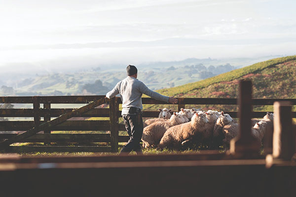 Farmer working with sheep - agriculture