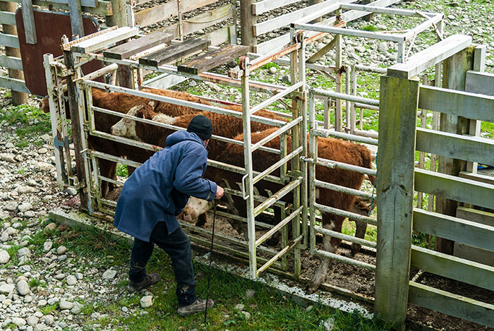 Agriculture psychosocial risks