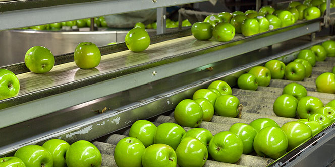 Apples on a conveyor belt