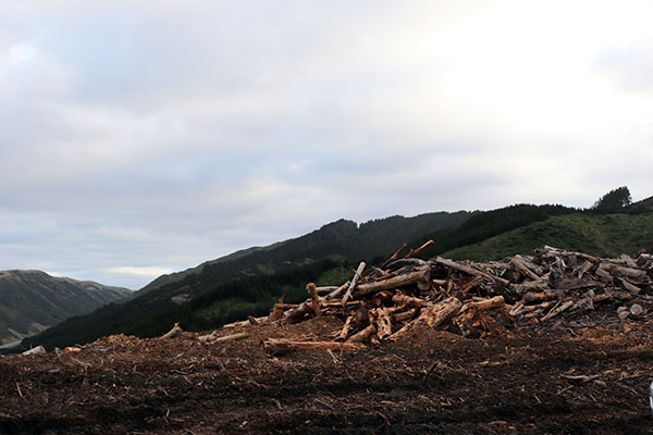 Forestry Safety Lessons After Fatal Tree-Felling