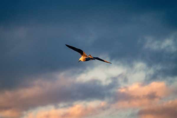 [image] Seabird flying at sunset
