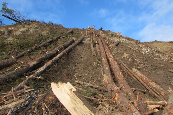 Approved code of practice: Safe practice for forestry and harvesting operations