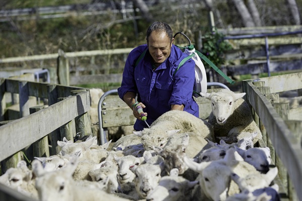Worker drenching sheep
