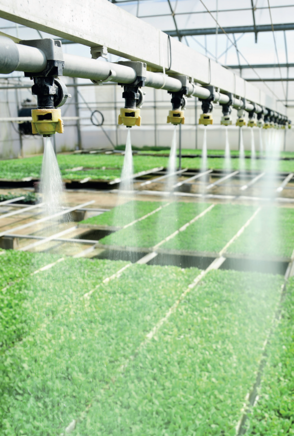 [Image] Close up of greenhouse watering system. 