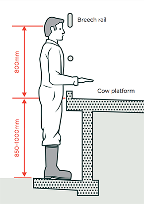 [image] Side view of farmer standing in front of a cow platform with a 850-1000mm gap from the ground to the cow platform, and an 800mm gap from the cow platform to the breech rail