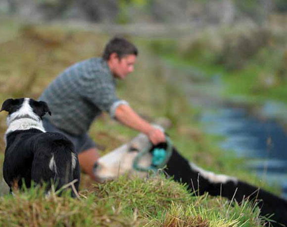 [image] Farmer tying a rope around a cow, with his farm dog in the foreground