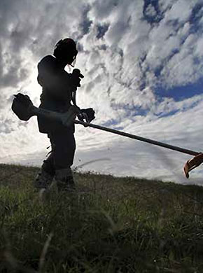 [Image] Farmer wearing a safety hat and ear muffs, operating a string trimmer.  