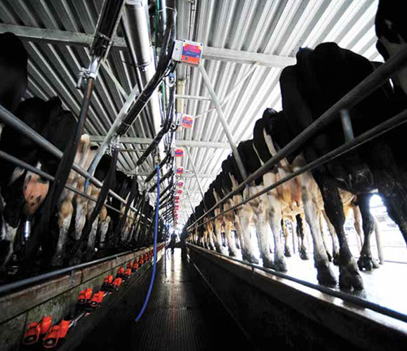[image] The inside of a milking shed showing cows lined up either side of a wet floor and a worker in the distance