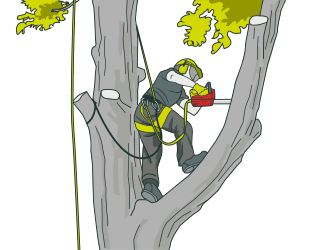 Tree Service North Shore Auckland