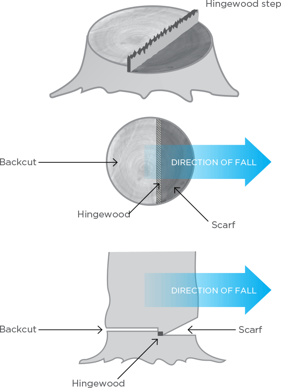 [Image] Tree trunk showing a side view of hingewood step and aerial and side views with blue arrows indicating direction of fall. 