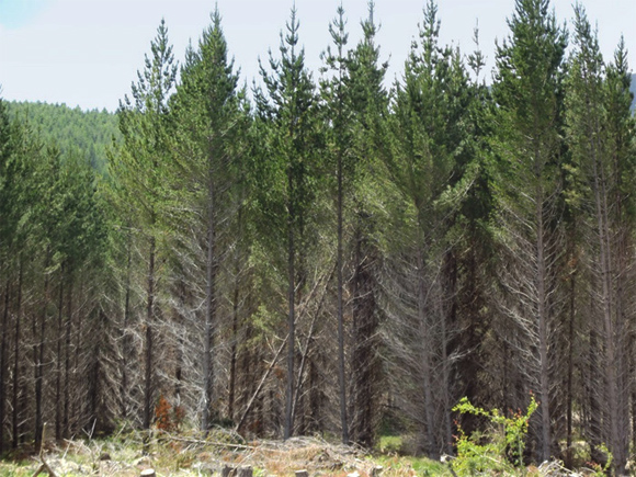 [Image] Part of a forest showing two hung up trees leaning against another tree. 