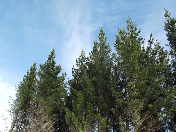 [Image] Tops of trees interlocked with blue sky in the background. 