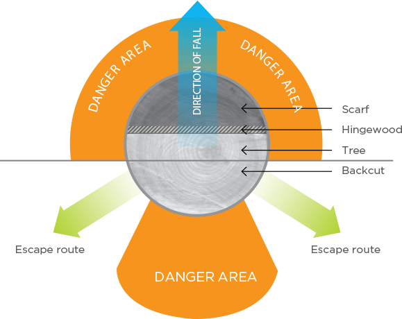 [Image] Escape route positioning when felling a tree, with blue arrow showing direction of fall, orange shaded areas showing danger zones and green arrows showing escape routes; black arrows point to the scarf, hingewood, tree and backcut. 