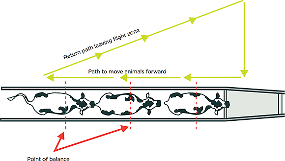 [image] Aerial view of cattle moving through a race, with red arrows showing points of balance, and green arrows showing path to move animals forward