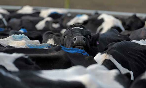 [image] Cows in a pen