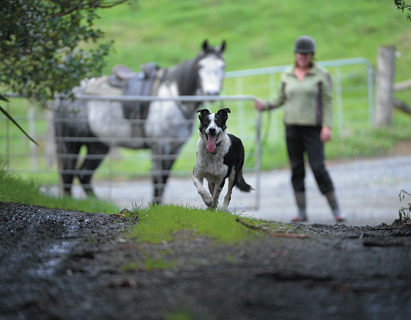 [image] A farm dog with a horse and rider in the background