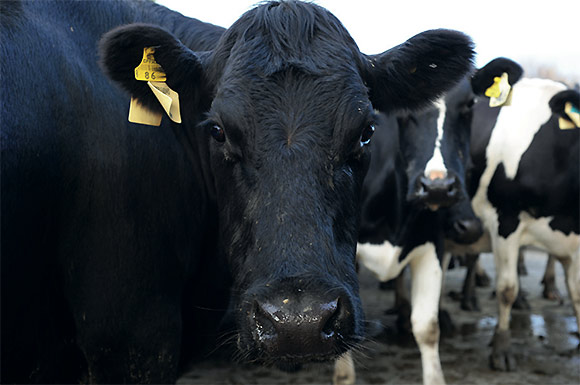 Cow image
