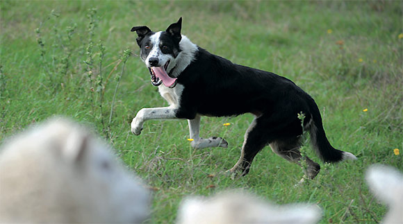 [image] Close up of a sheep dog 