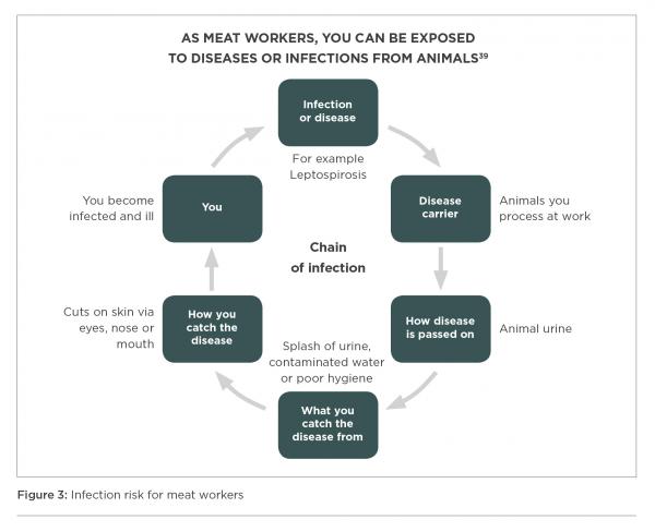[image] Flow chart showing chain of infection risk for meat workers 