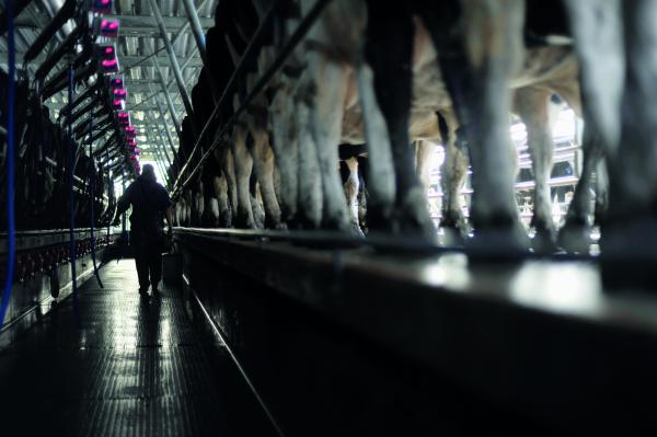 [image] The inside of a milking shed showing cows lined up and a worker carrying a bucket