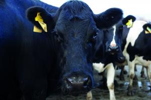 [image] Close up of a cow 