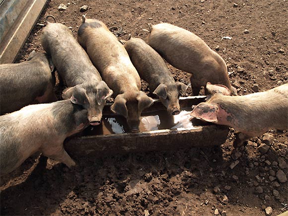 [image] Aerial view of pigs drinking from a trough 