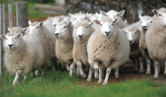 [image] A flock of sheep in a paddock