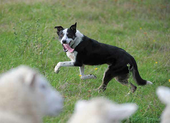 [image] Close up view of a sheep dog