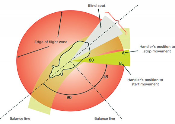 [image] Aerial view of a sheep with a shaded area representing its flight zone; arrows indicate handler's position to start and stop movement
