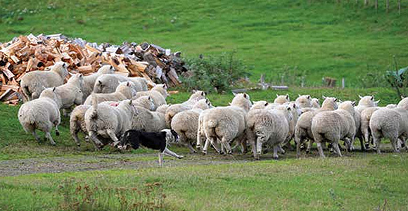 [image] Sheep being herded by a sheepdog