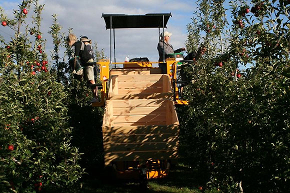 [Image] Apple pickers using a fruit handling system.