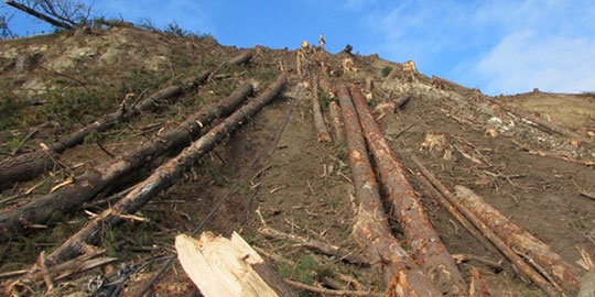 [image] Slope felled trees